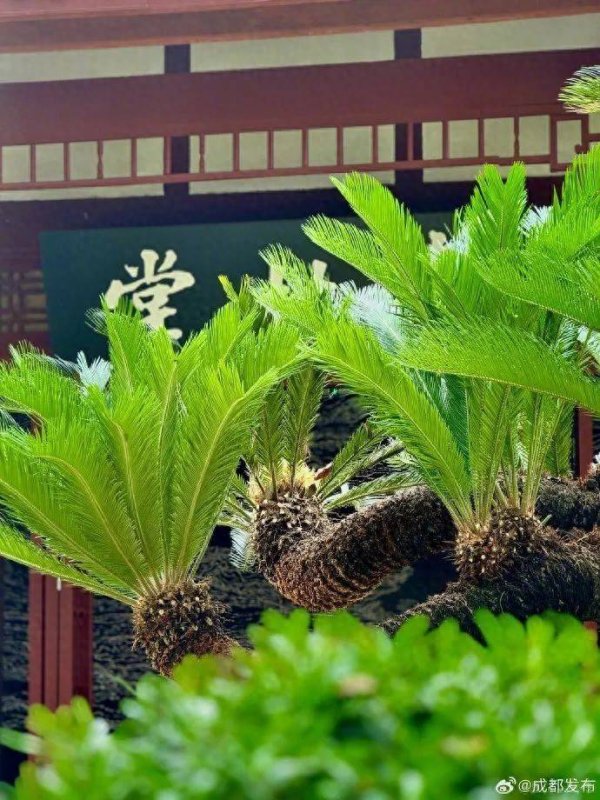 众盈易配 成都杜甫草堂“铁树开花”引围观！有人称是“千年一遇”？专家回应